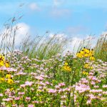 A field of springtime flowers of pink, yellow, and green against a blue sky